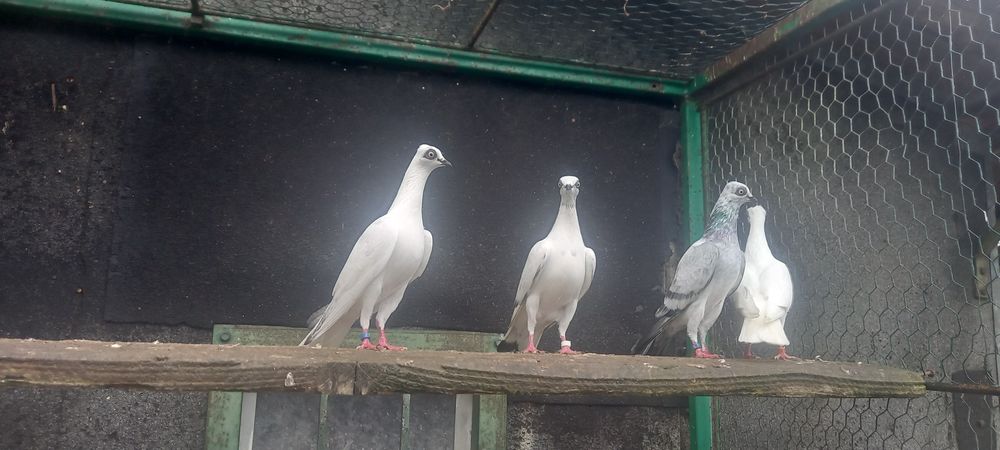 Gołębie wiedeńskie,wiedeński lotny