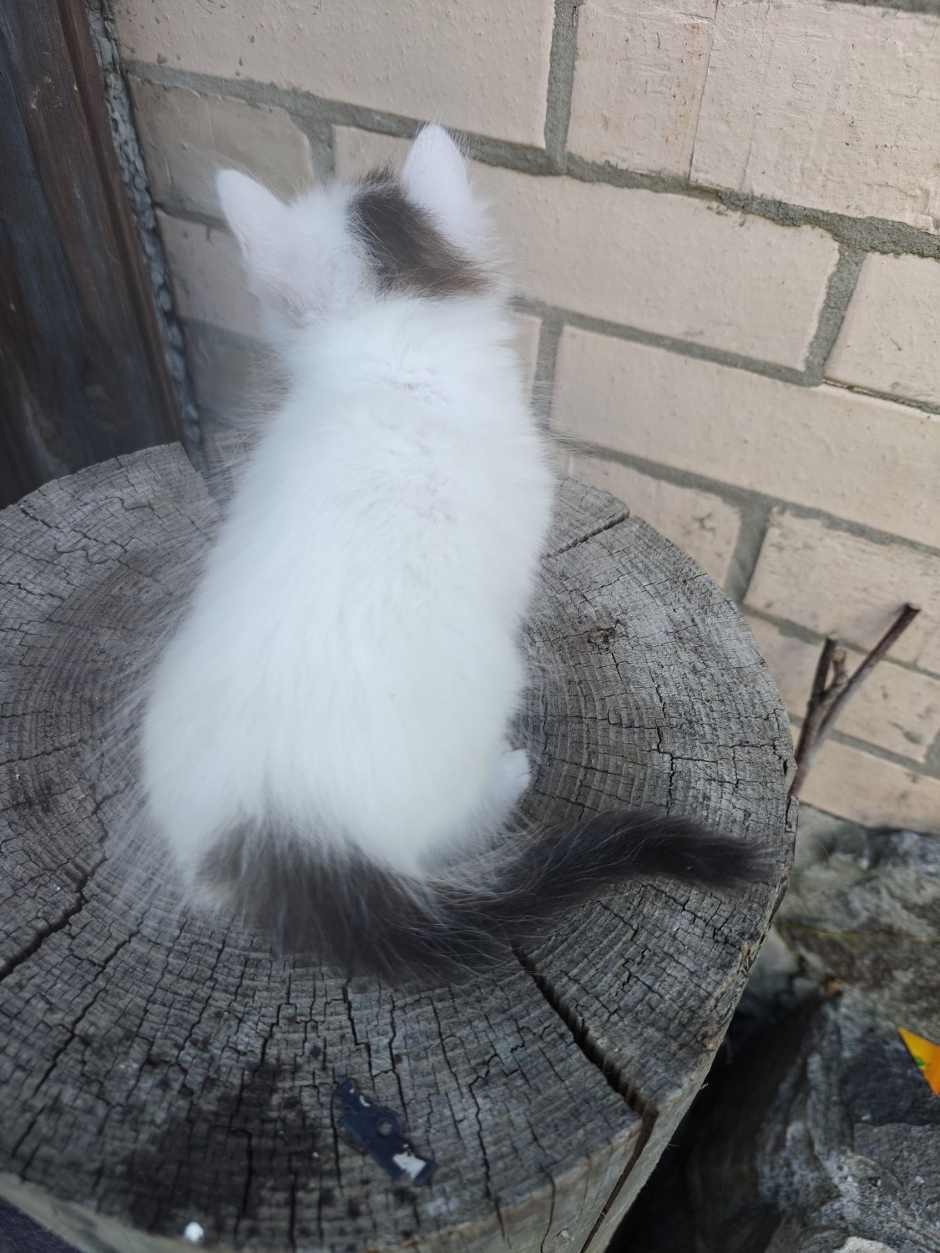 Милі котики в гарні руки