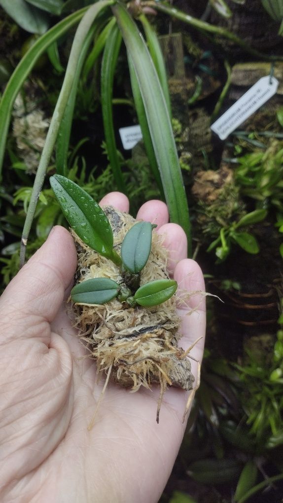 Мініатюрна орхідея bulbophyllum frostii