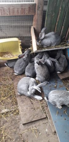 Продам кролики породи Шиншила сіра.