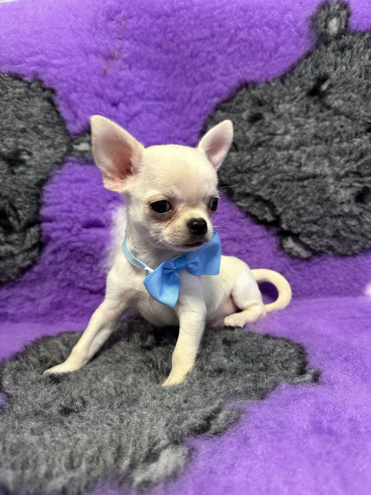 Chihuahua chlopiec szczenie FCI