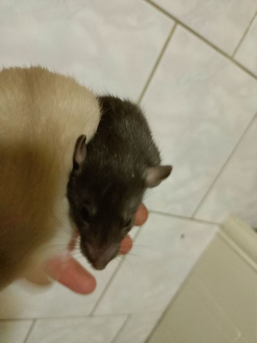 Крыски крисята Дамбо ручные