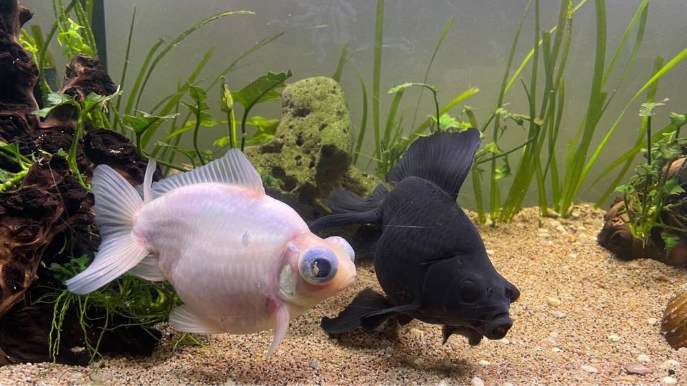 Telescopios peixes
