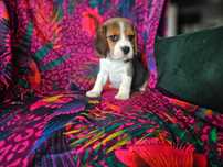 BEAGLE-piesek  po champ. ZKwP/FCI, mniejszy w typie
