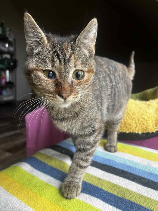 Fela kotka do adopcji