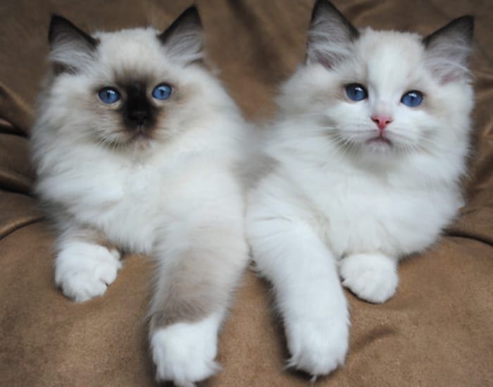 Ragdoll, śliczny kocurek seal bicolor -rodowód FPL