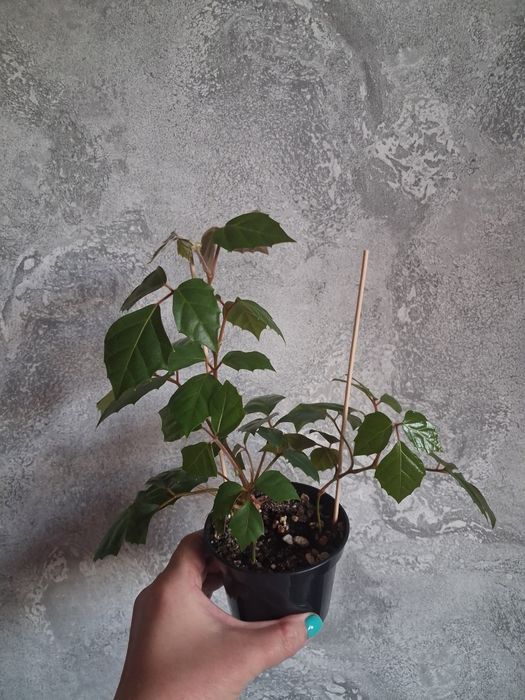 Cissus ukorzeniony