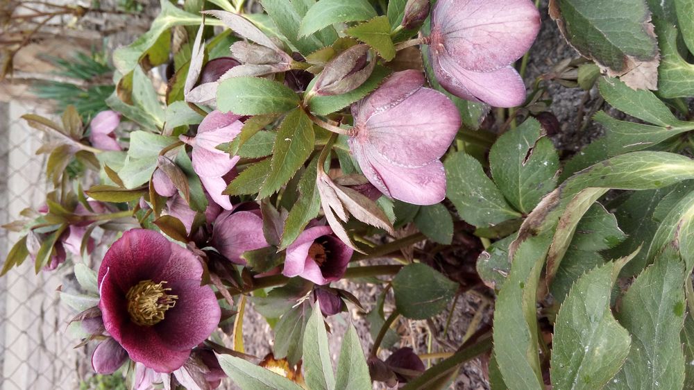 Морозник морозник