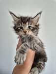 Maine coon kot  Maine coon do odbioru we wrześniu