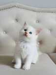 Ragdoll kocurek  niesamowity kremowy kolor  !!! fife/FPL Lagooneyes