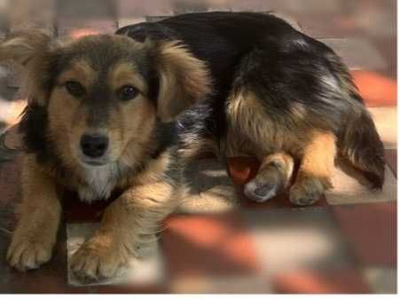 Цуценята (мати довгошерстна такса)