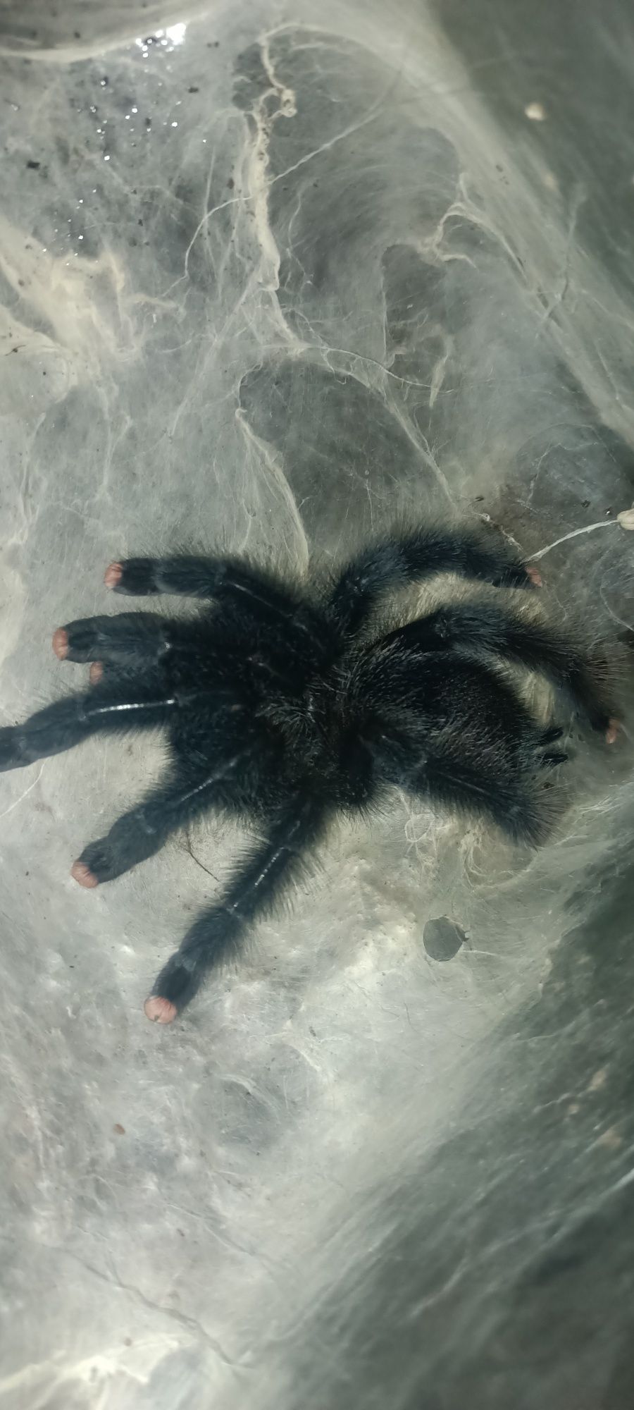 ZESTAW avicularia