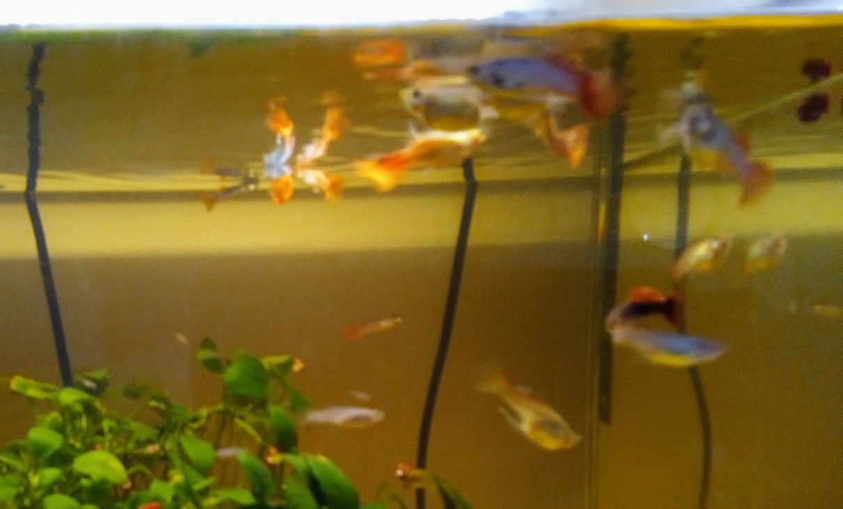 Guppy peixes tropicais, caracóis e plantas