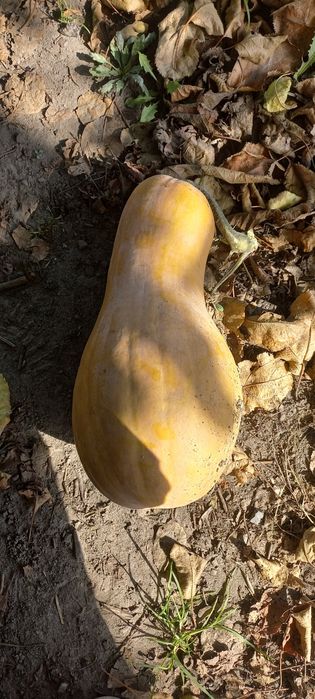 Домашні гарбузи, тыква