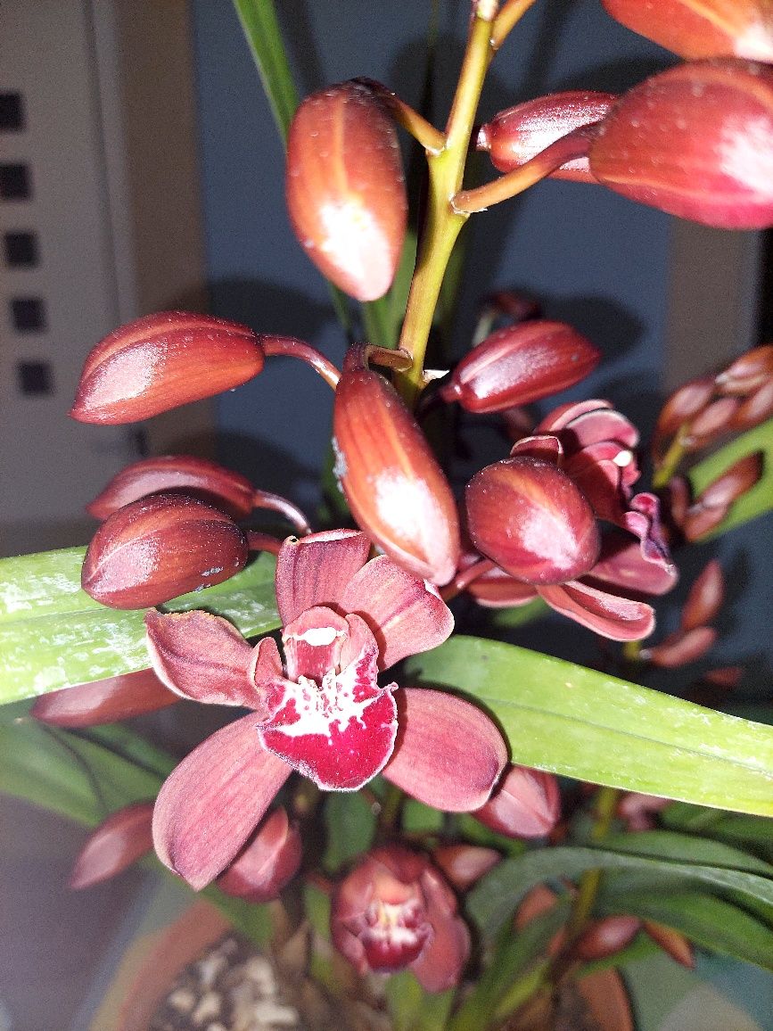Mudas Orquídea CTT grátis