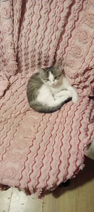 Oddam młode kotki za darmo