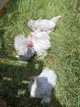 Pekins lavanda quase em postura
