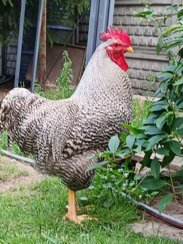 Sprzedam koguty amrok i leghorn
