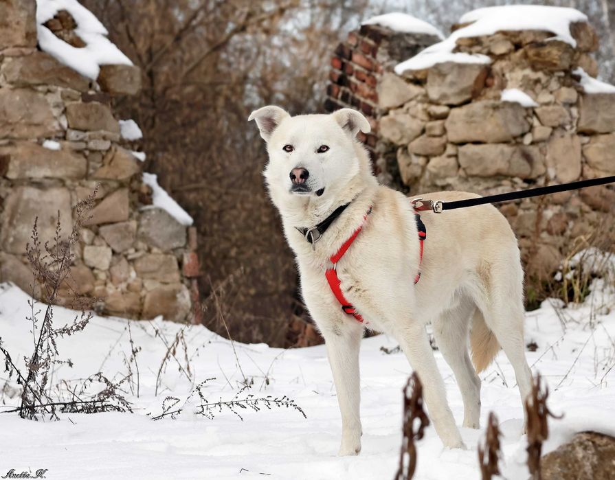 Nieśmiały Dingo czeka na dom.