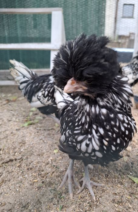 Kogut czubatki srebrnej miniaturowej