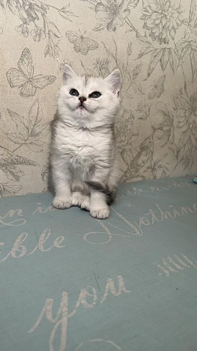 Кошенята срібної та золотой шиншили