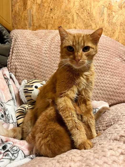 Ruda kotka do adopcji