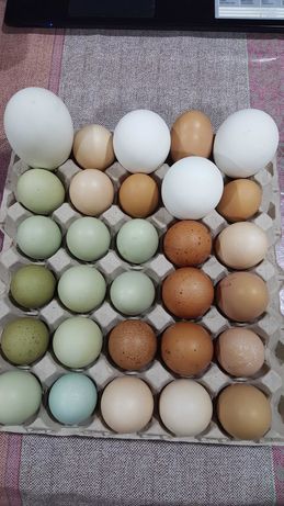 Ovos de várias cores de galinhas criadas no campo