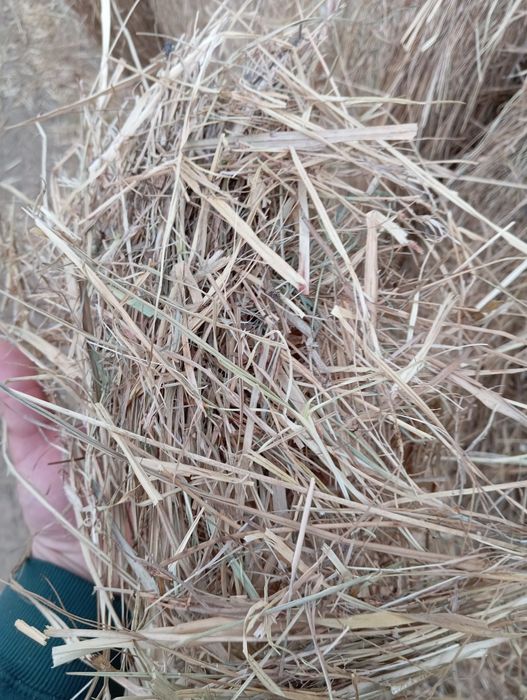 Sprzedam siano baloty