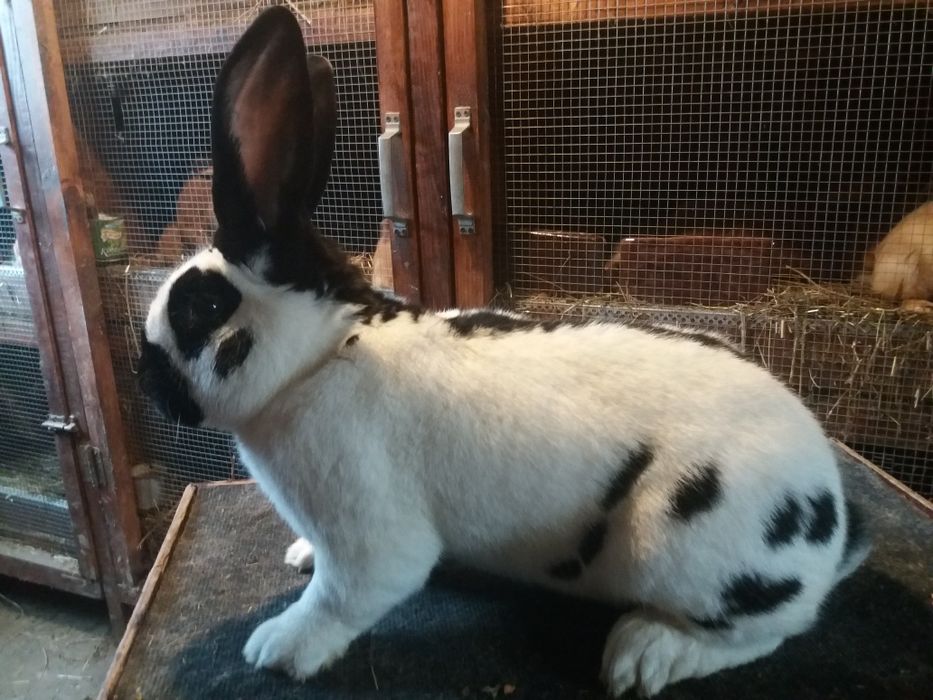 Немецко НПВ строкач продається