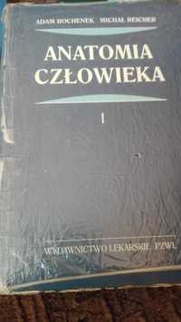 Anatomia Człowieka I