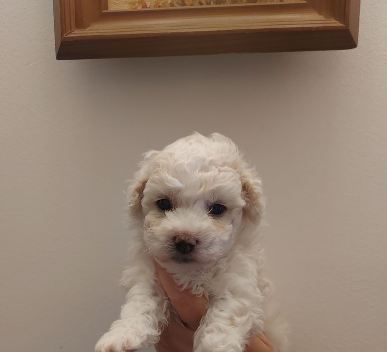Sunia Bichon Frise FCI