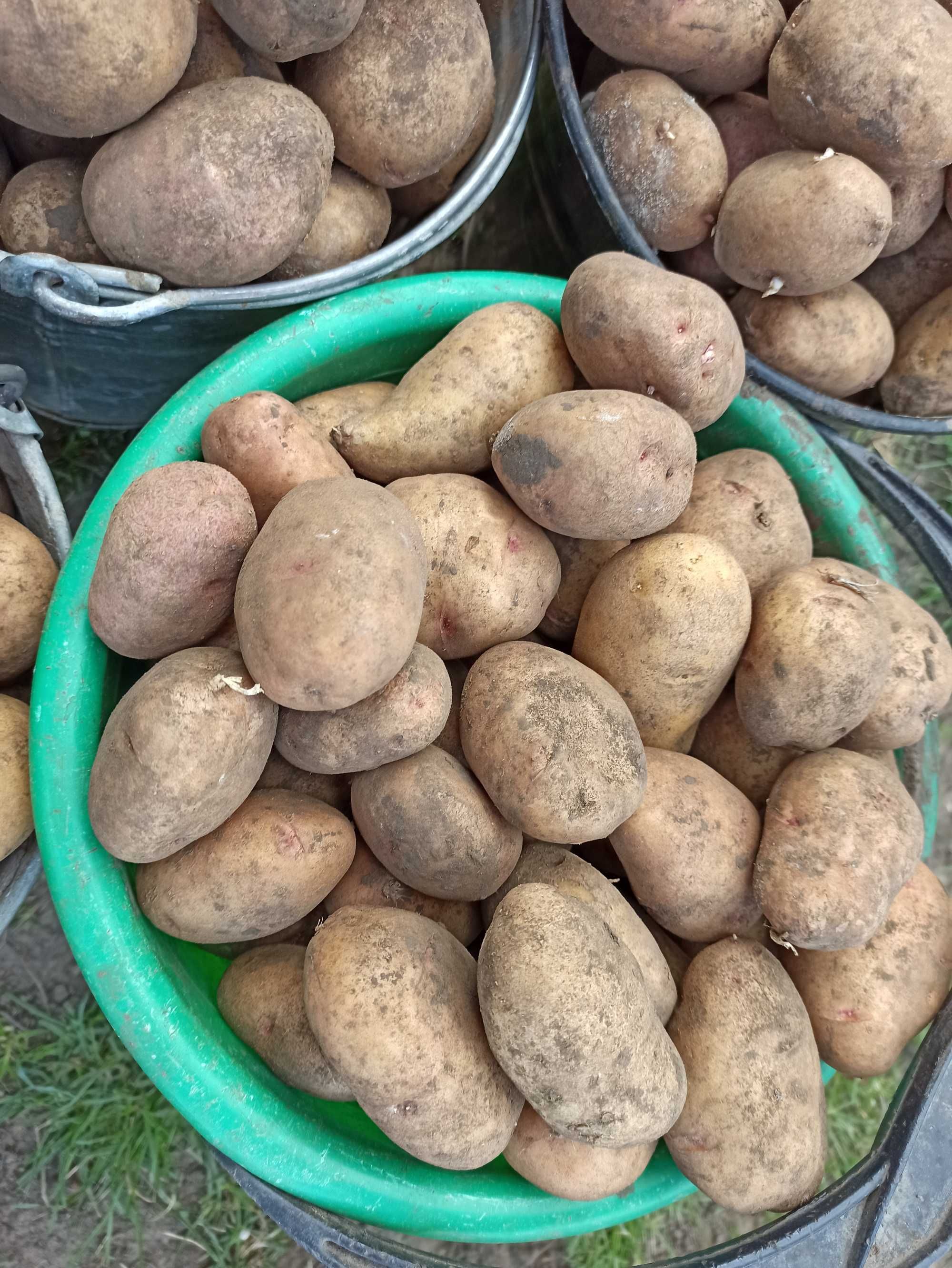 Картофель вкусный, домашняя картошка для еды и на посадку