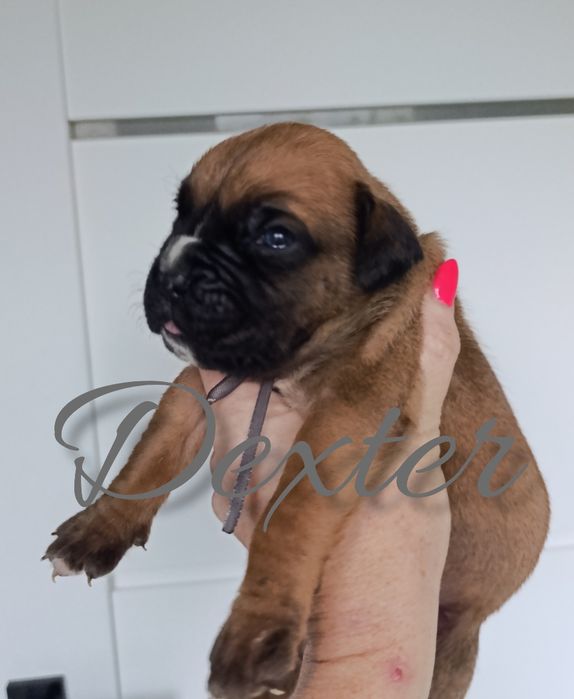 Pies szczeniak szczenię samiec bokser boksery szczeniaki