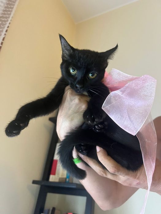 Gatinha para adoção responsável