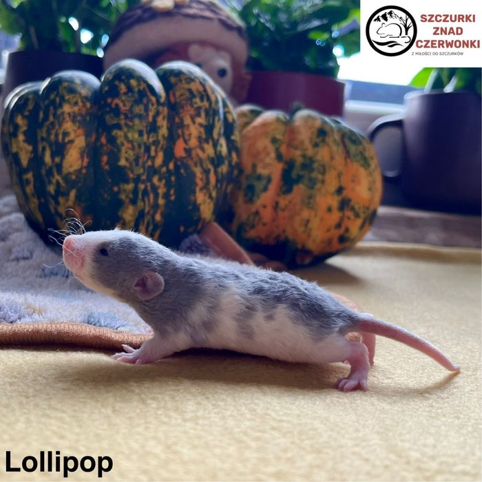 Piękne szczurki dumbo rex i standard miot L szczur szczury szczurki