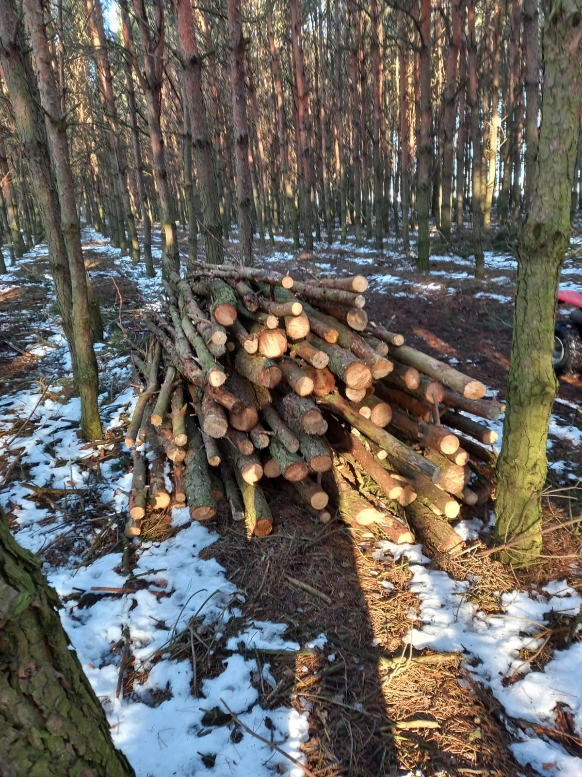 Drzewo pocięte, opał
