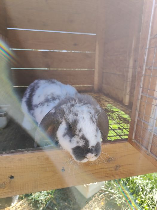 Sprzedam króliki Barany Francuskie