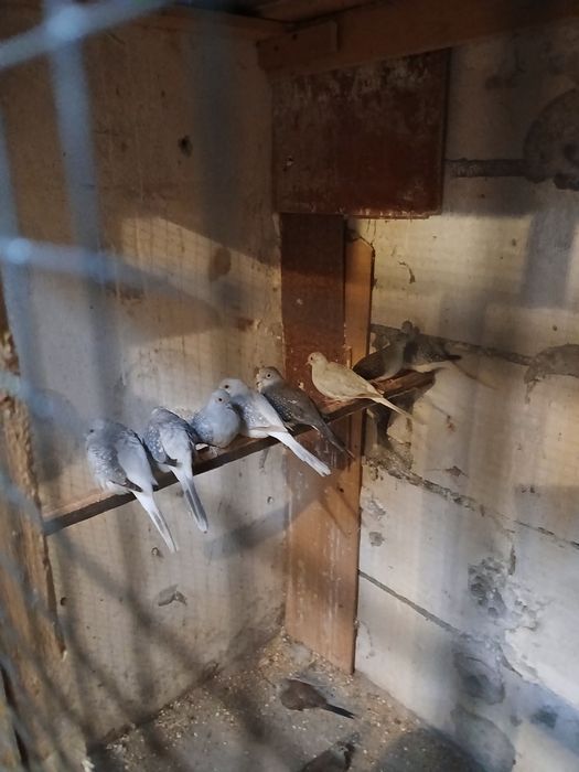 Sprzedam  gołąbki diamentowe 60 zł sztuka