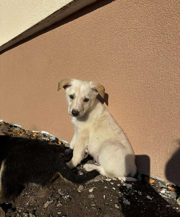 Цуценята в добрі руки метис вівчарки
