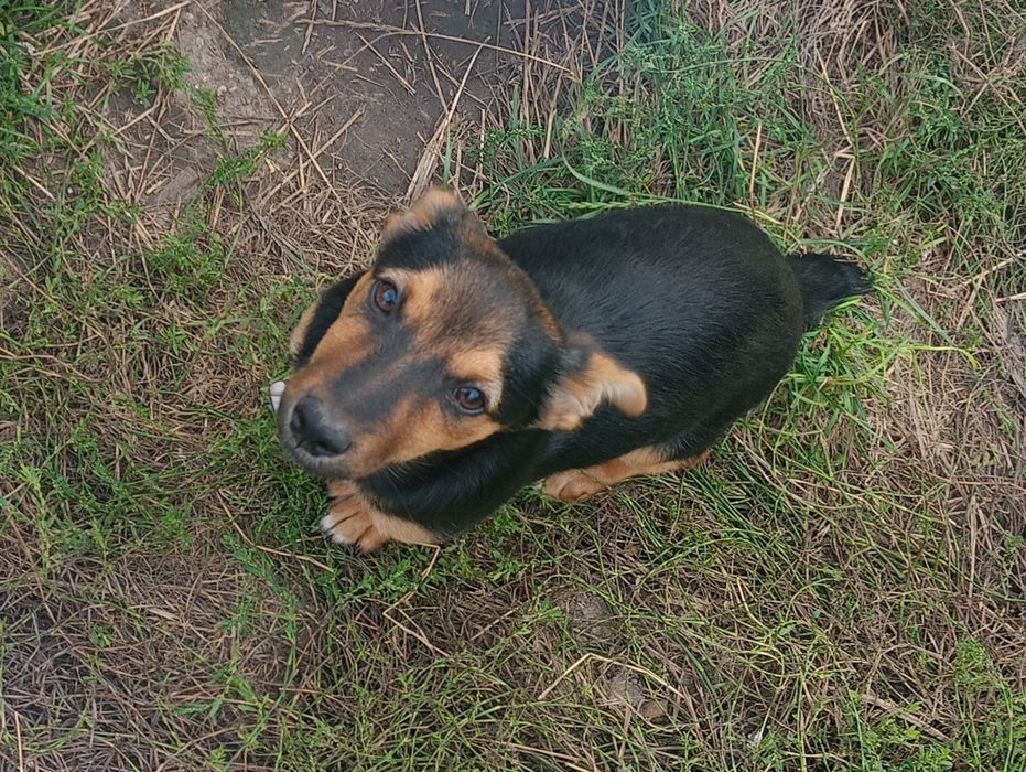 Oddam sunię w dobre ręce