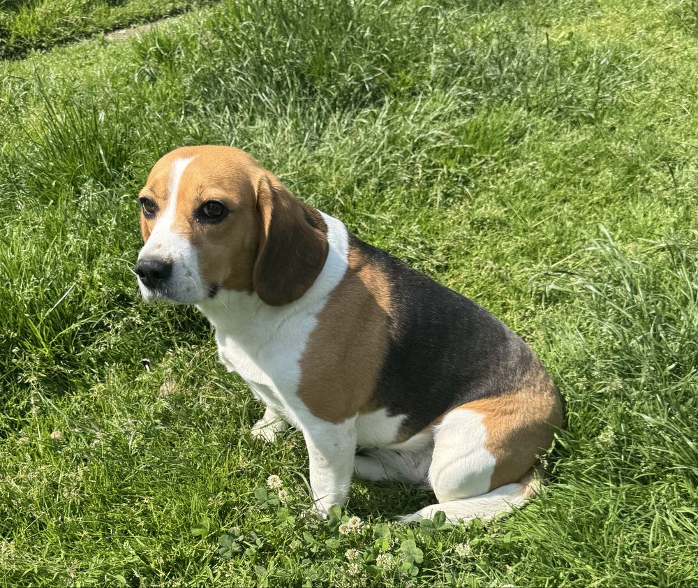 Beagle tricolor suka