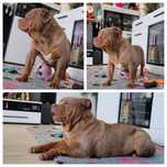 American bully lilacc tricolor merle