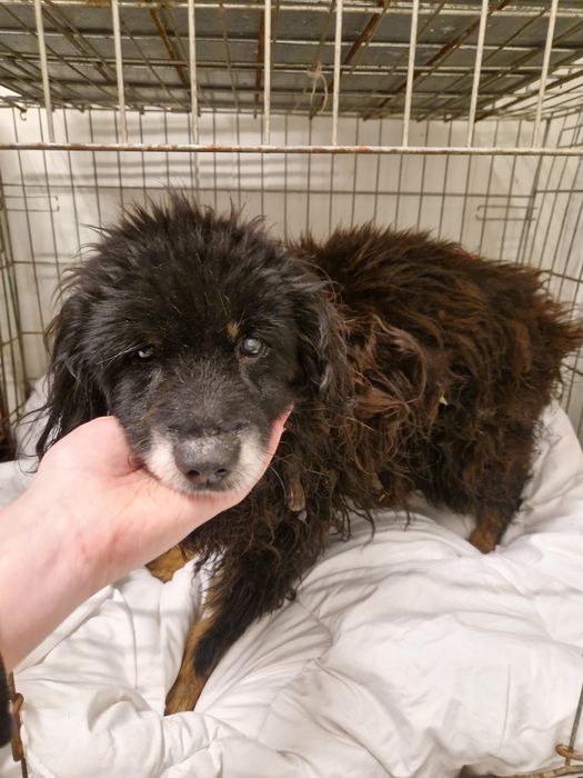 Starszy, spokojny piesek CIACHO szuka domku!