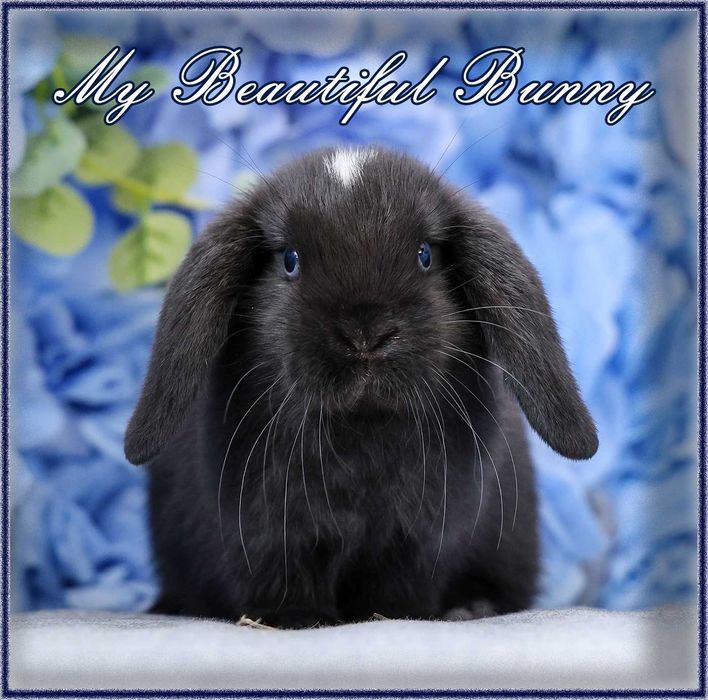 Piękny Królik Mini Lop - Black