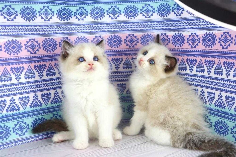 Дивовижні кошенята породи регдолл