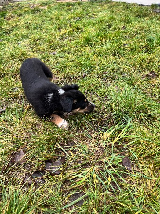 Oddam szczeniaki w dobre ręce