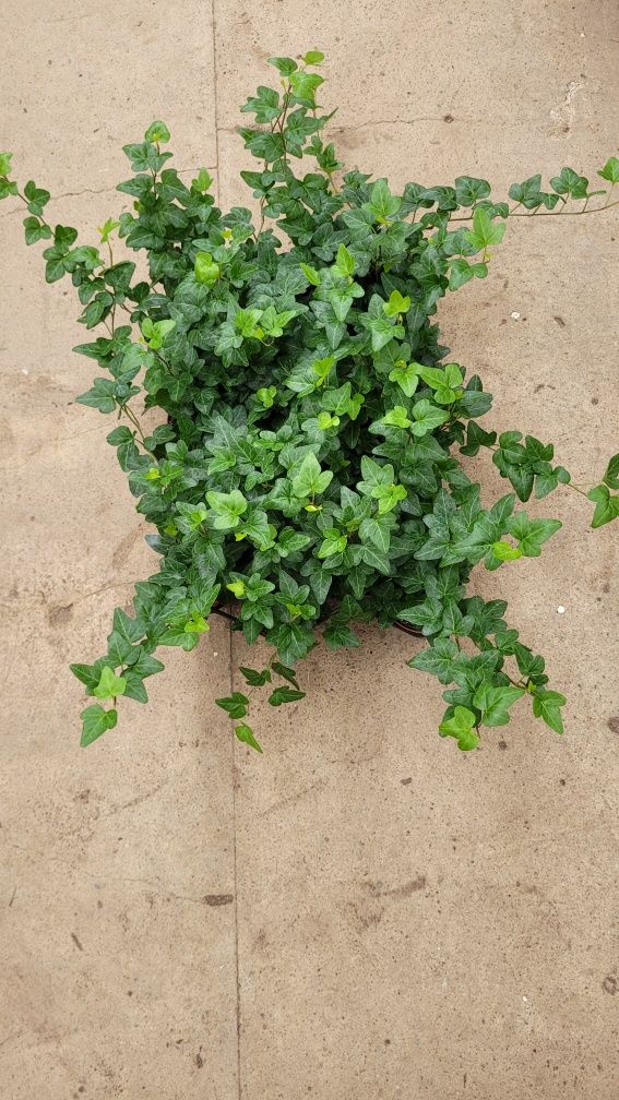 Zestaw 20 bluszczy Hedera helix – idealne na taras i ścianę wertykalną