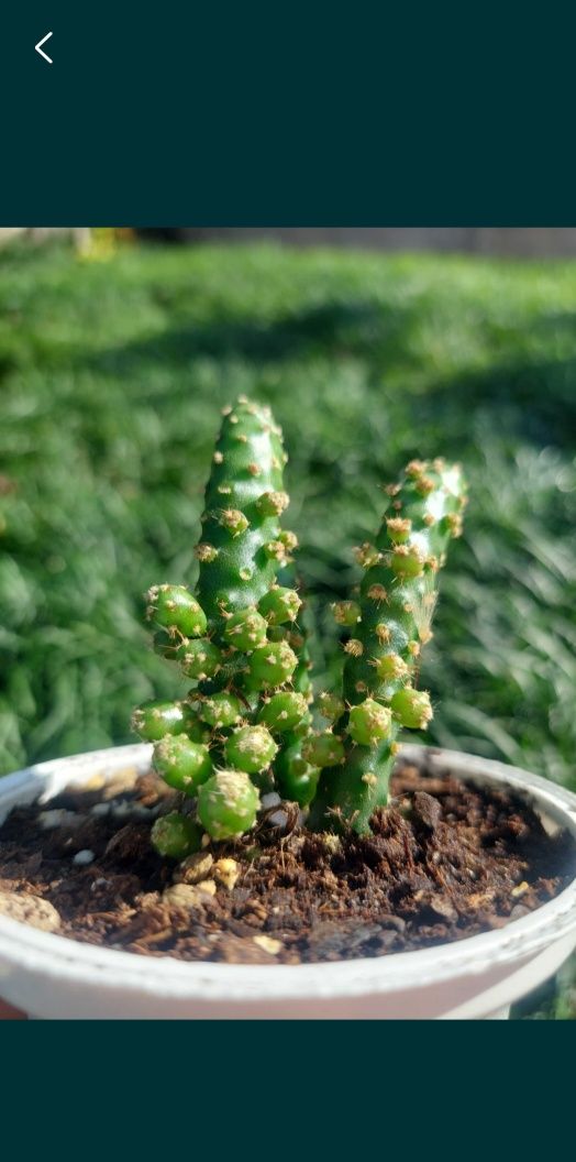 [Planta] Cato Opuntia Monacantha