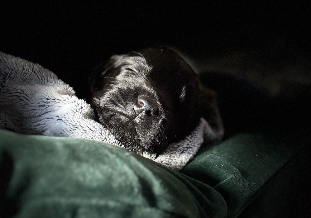 FLAT COATED RETRIEVER - czarny chłopczyk odb początek Grudnia