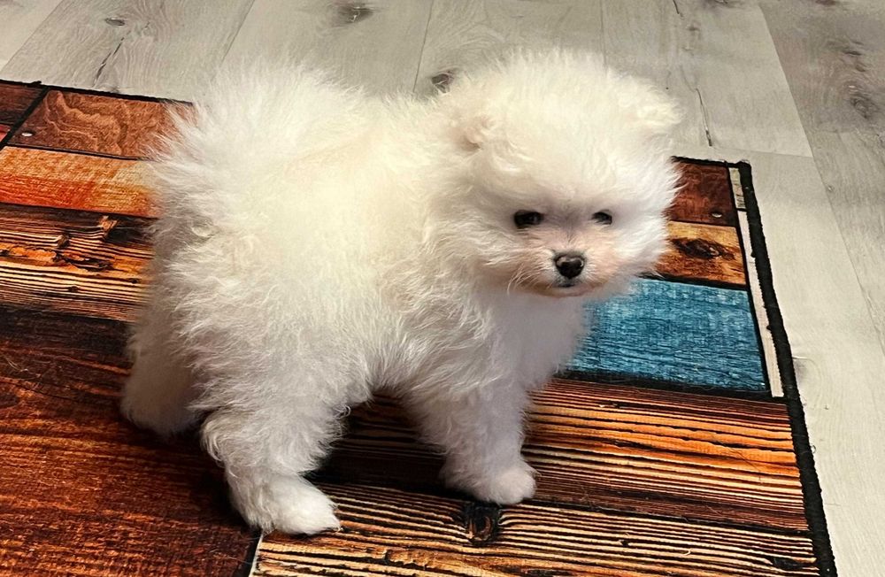 POMERANIAN - piękny, biały chłopak